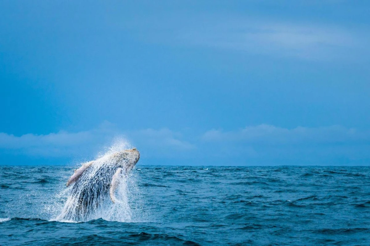 Kura Boutique Hotel - Hotel Photo 7