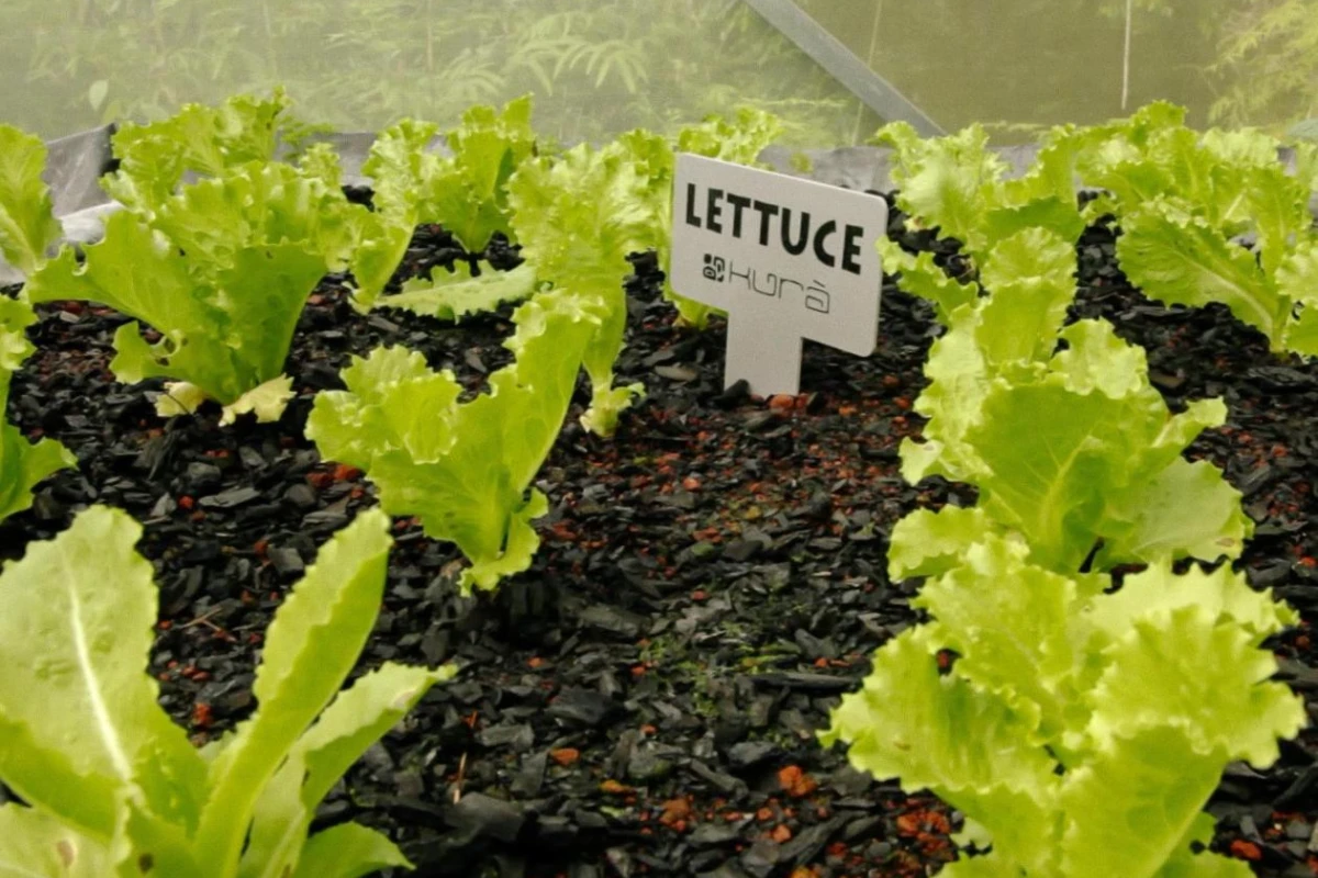 Kura Boutique Hotel - Hotel Photo 36