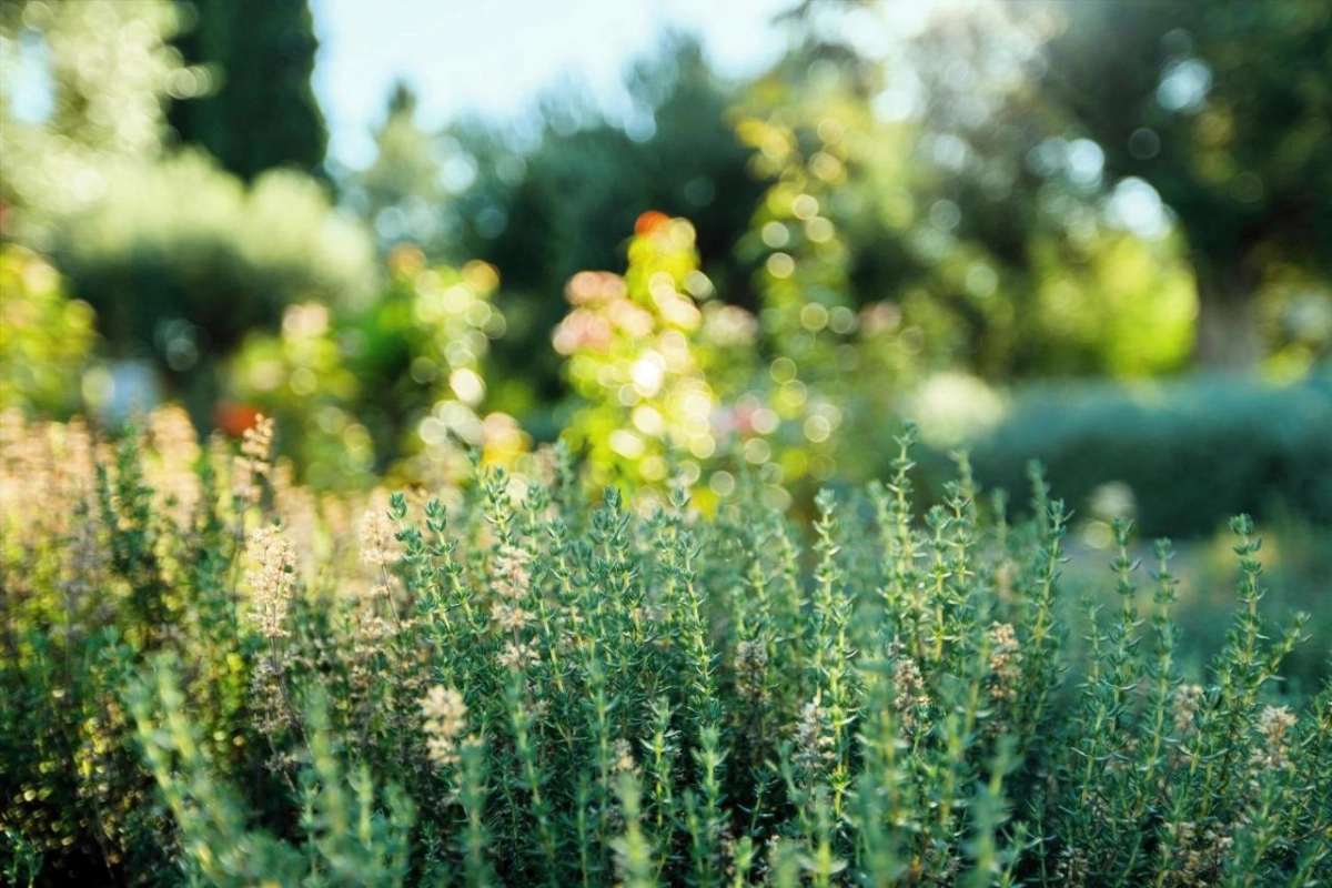 Ikos Dassia - Hotel Photo 51