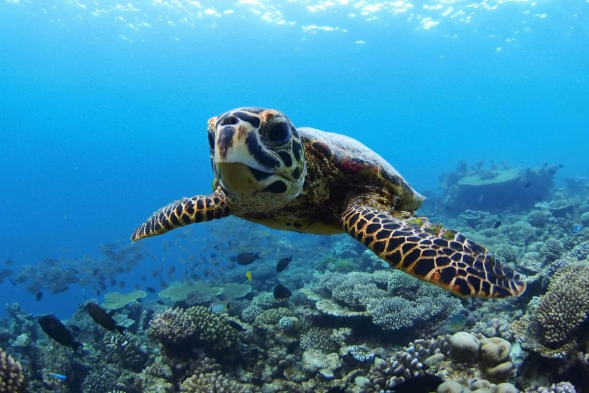 Four Seasons Resort At Landaa Giraavaru - Hotel Photo 20
