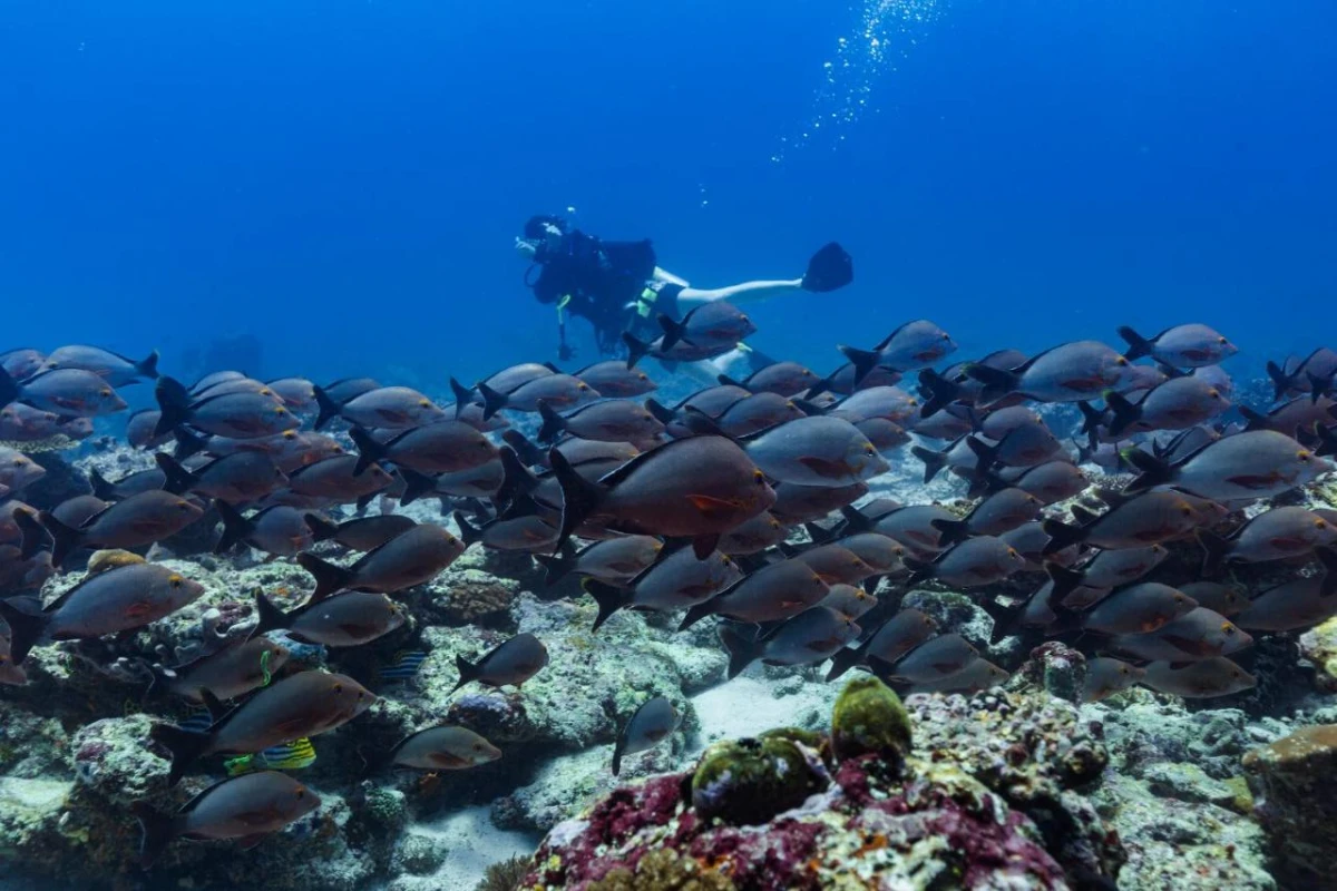 Sirru Fen Fushi Maldives Private Lagoon Resort - Hotel Photo 43