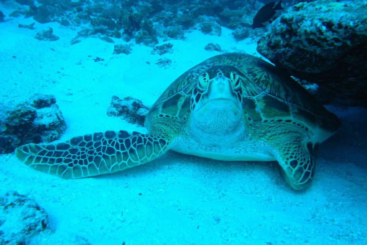 Adaaran Select Hudhuranfushi - Hotel Photo 24