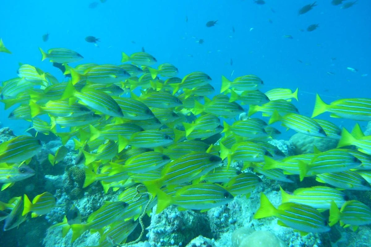 Adaaran Select Hudhuranfushi - Hotel Photo 25