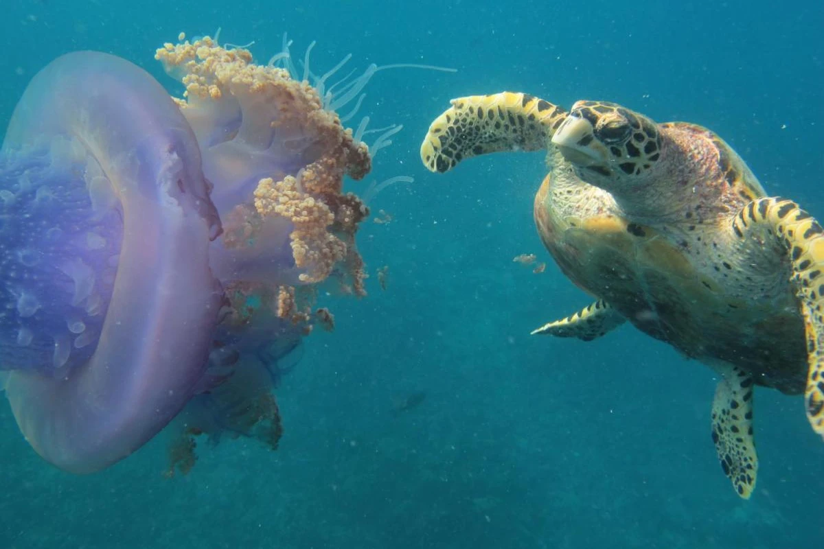 Adaaran Select Hudhuranfushi - Hotel Photo 47