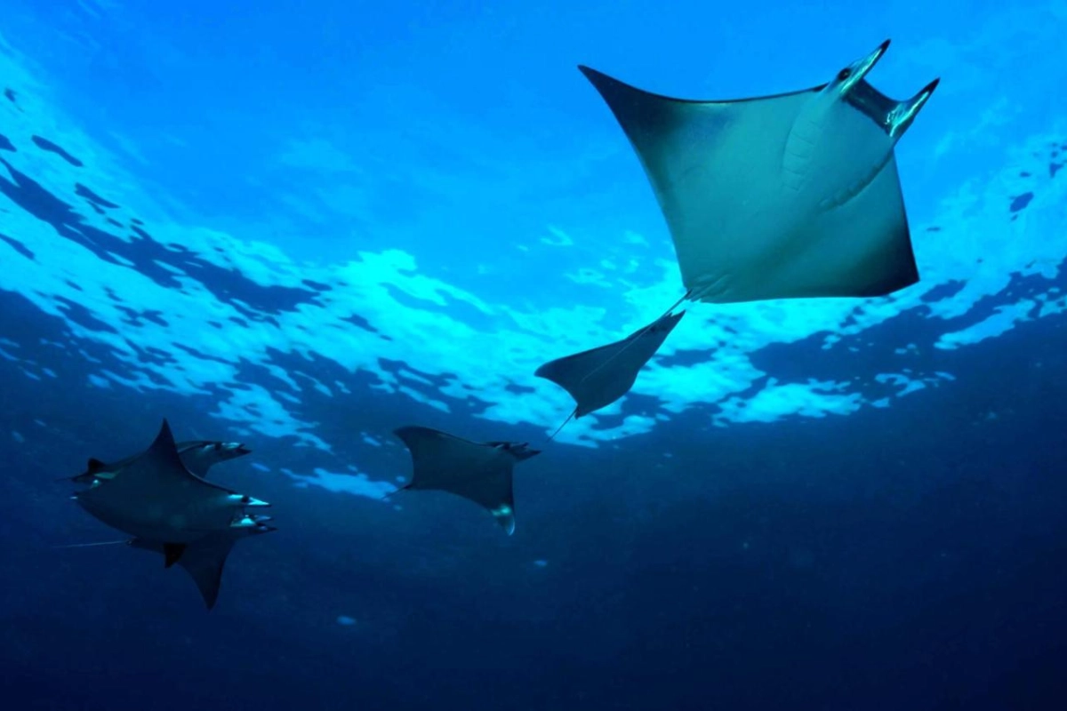 Dhigali Maldives - Hotel Photo 48