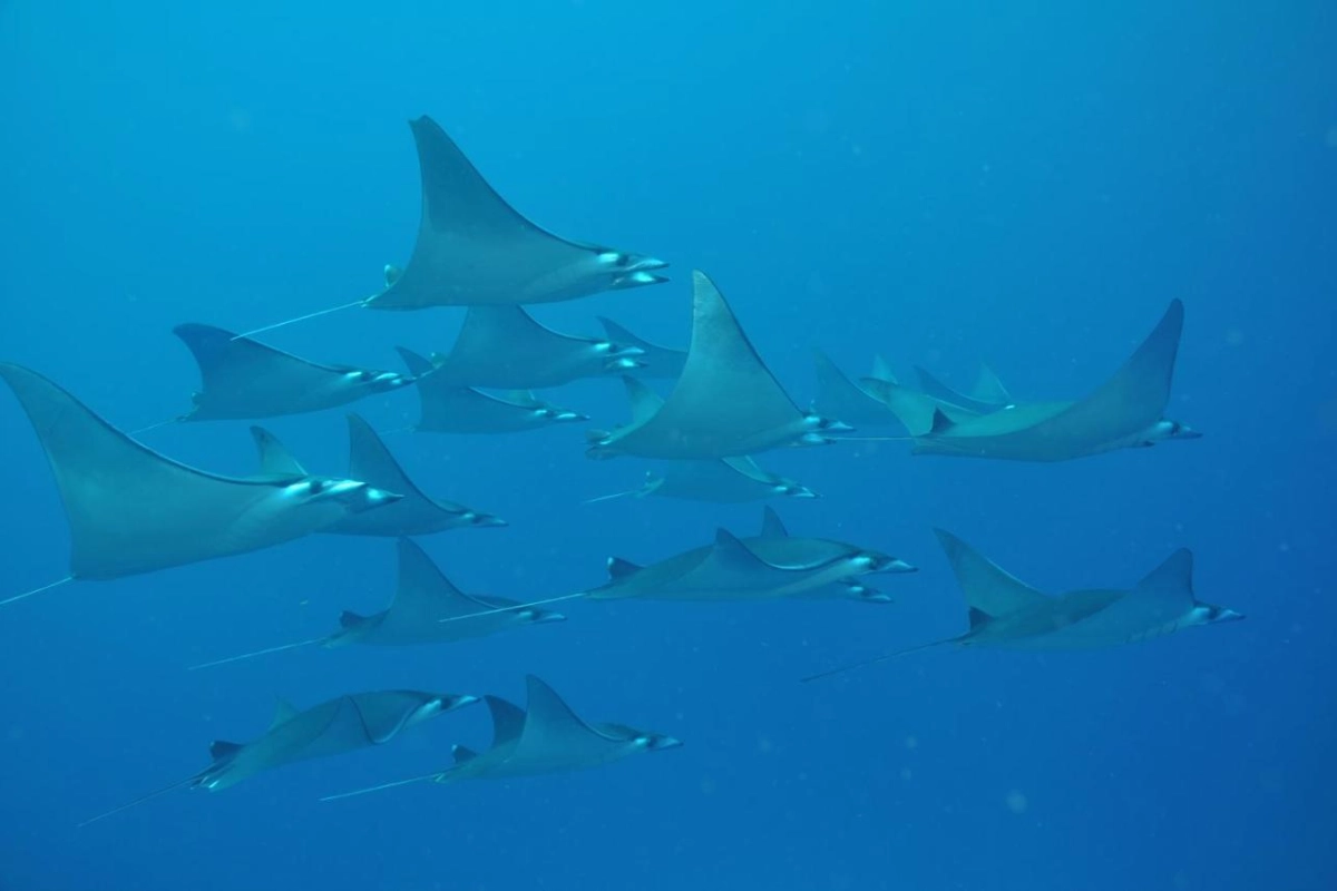 Dhigali Maldives - Hotel Photo 53