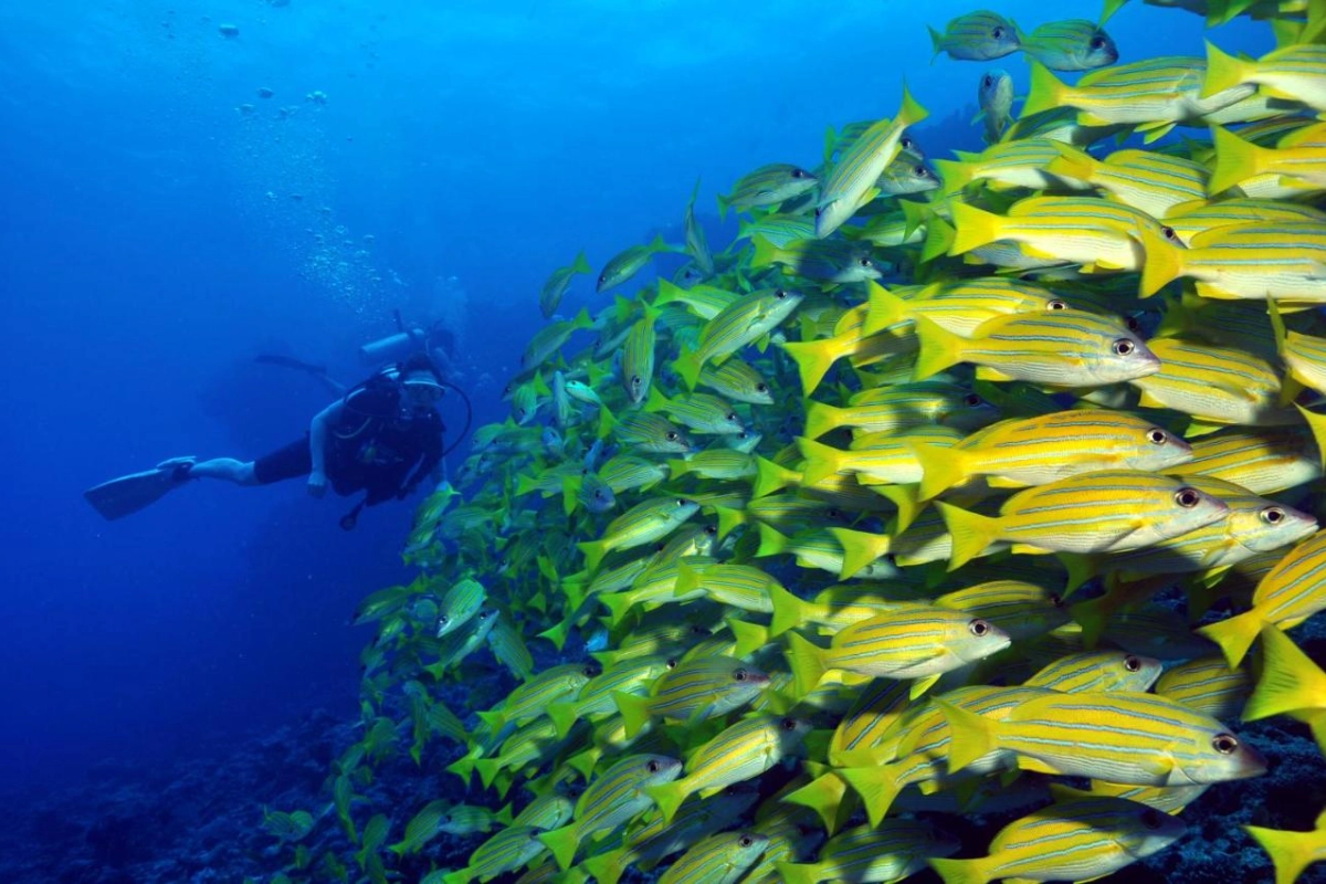 Dhigali Maldives - Hotel Photo 59