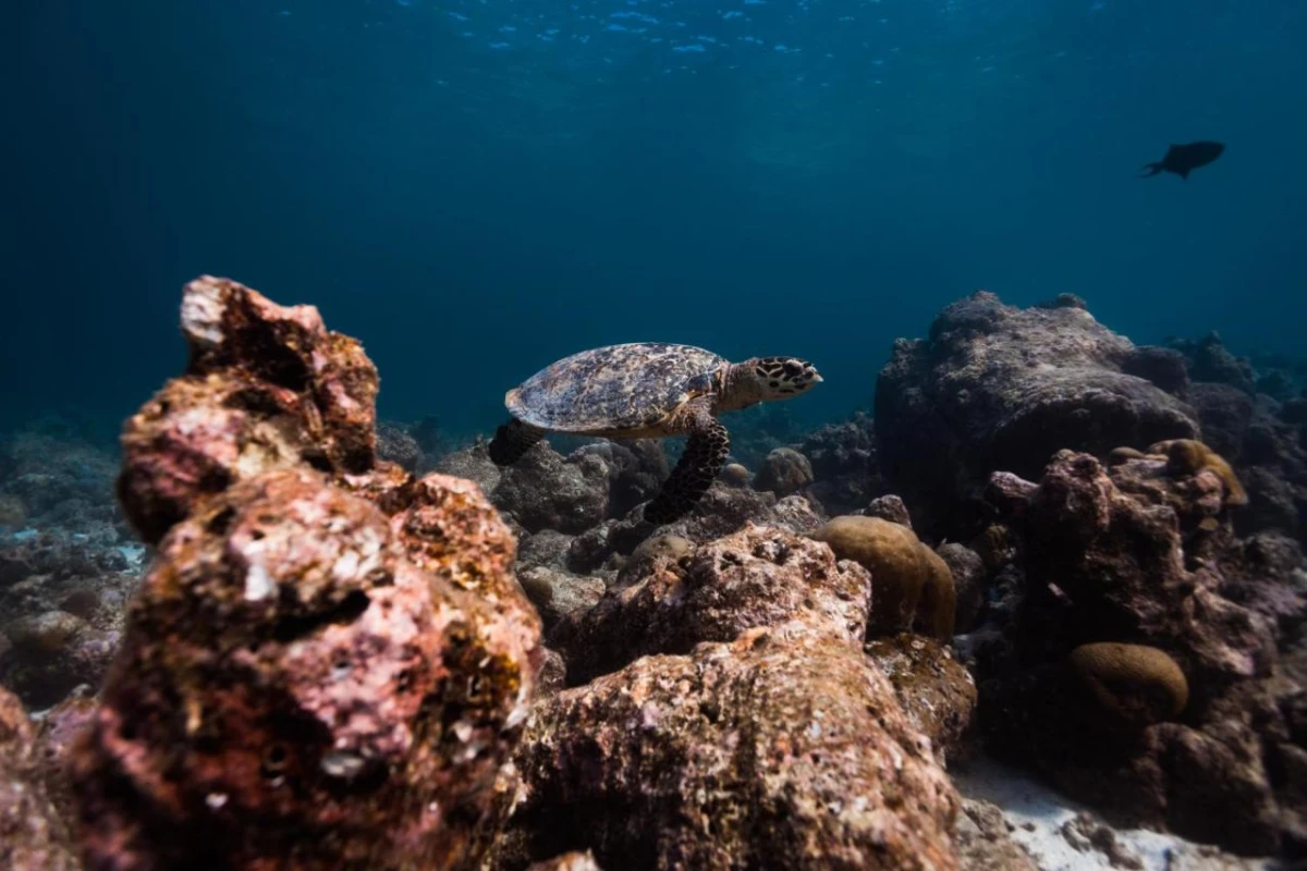 Fushifaru Maldives - Hotel Photo 42