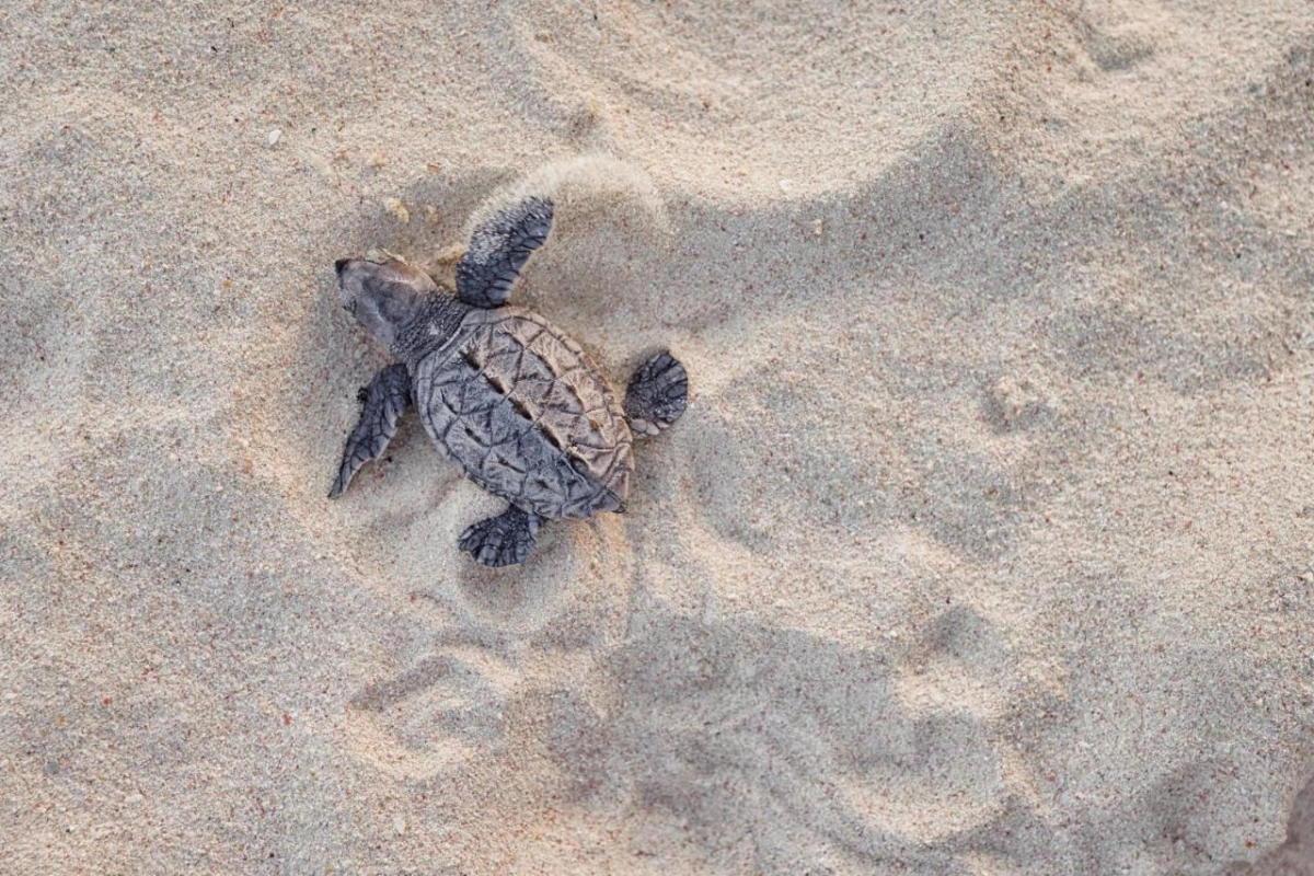 Sandals Barbados - Hotel Photo 7