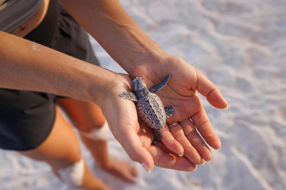 Sandals Barbados - Hotel Photo 65