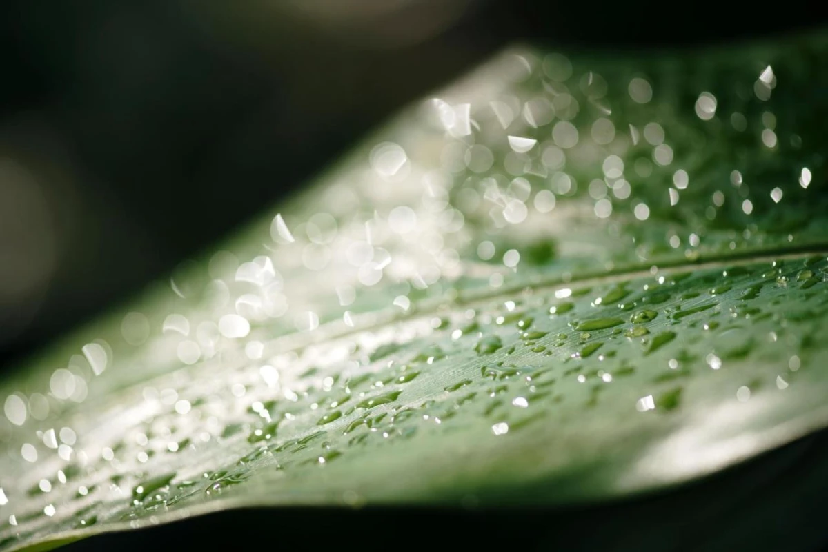 Sandals Montego Bay - Hotel Photo 55