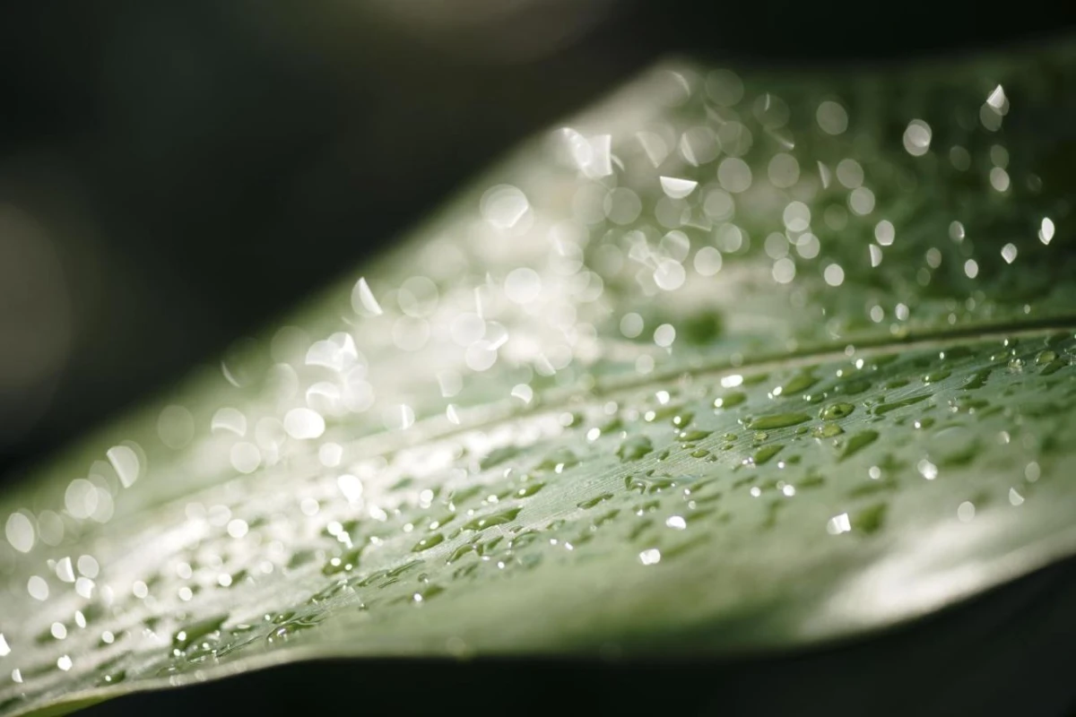 Sandals Montego Bay - Hotel Photo 56