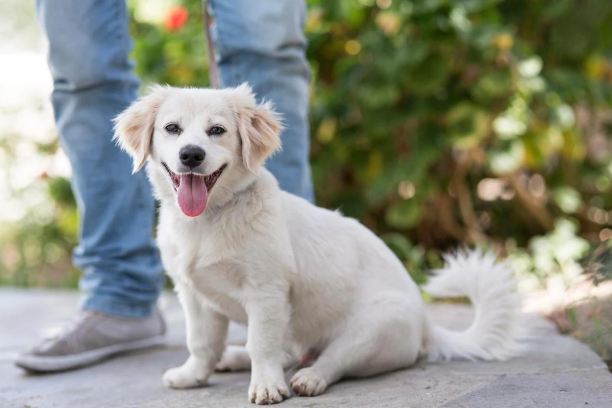 A Hotel Mykonos - Hotel Photo 62