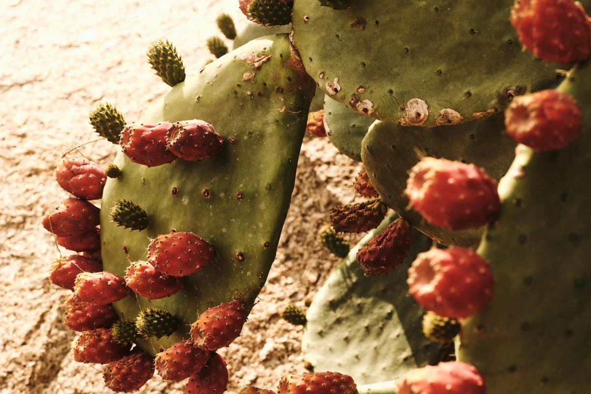 The Wild By Interni - Hotel Photo 9