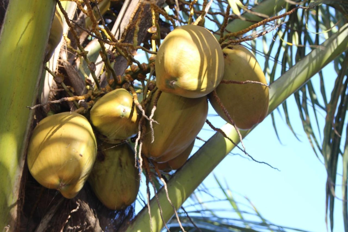 Zoi Retreat Hotel - Hotel Photo 31