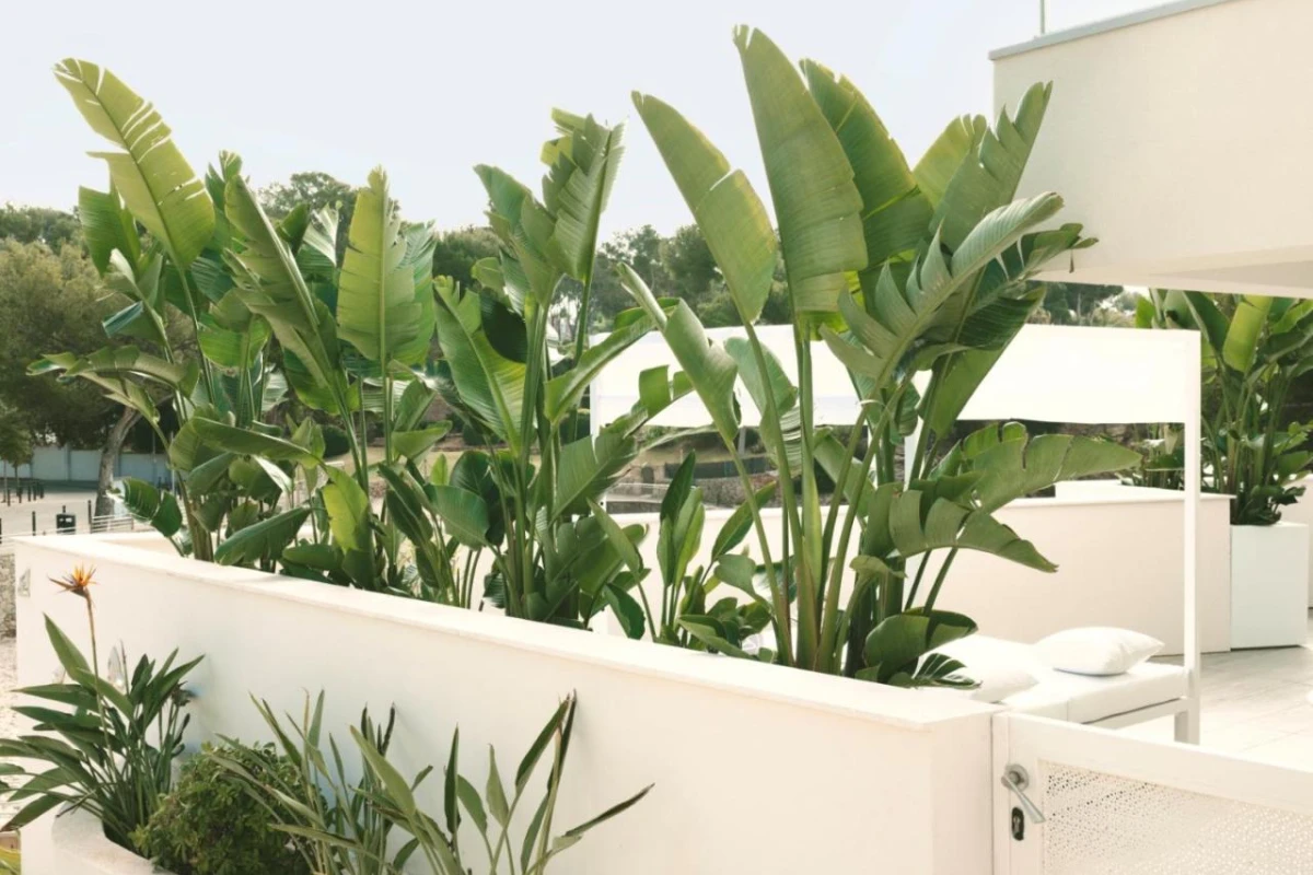 The Donna Portals - Hotel Photo 44