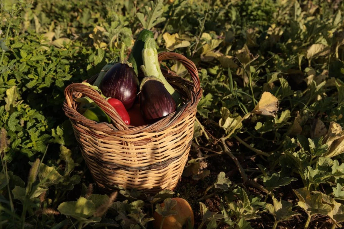 Eden Beachfront Residences & Suites - Hotel Photo 74