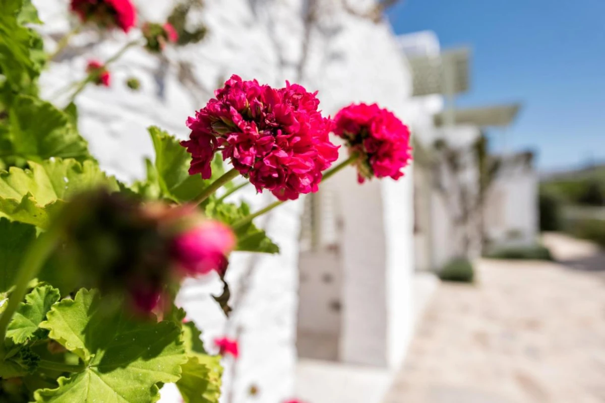 Saint Andrea Paros Seaside Resort - Hotel Photo 52