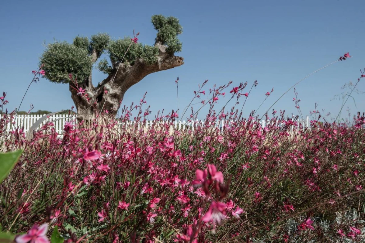 Aliv Stone Suites & Spa - Hotel Photo 53