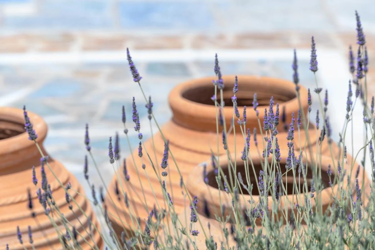 Kallisti - Hotel Photo 64