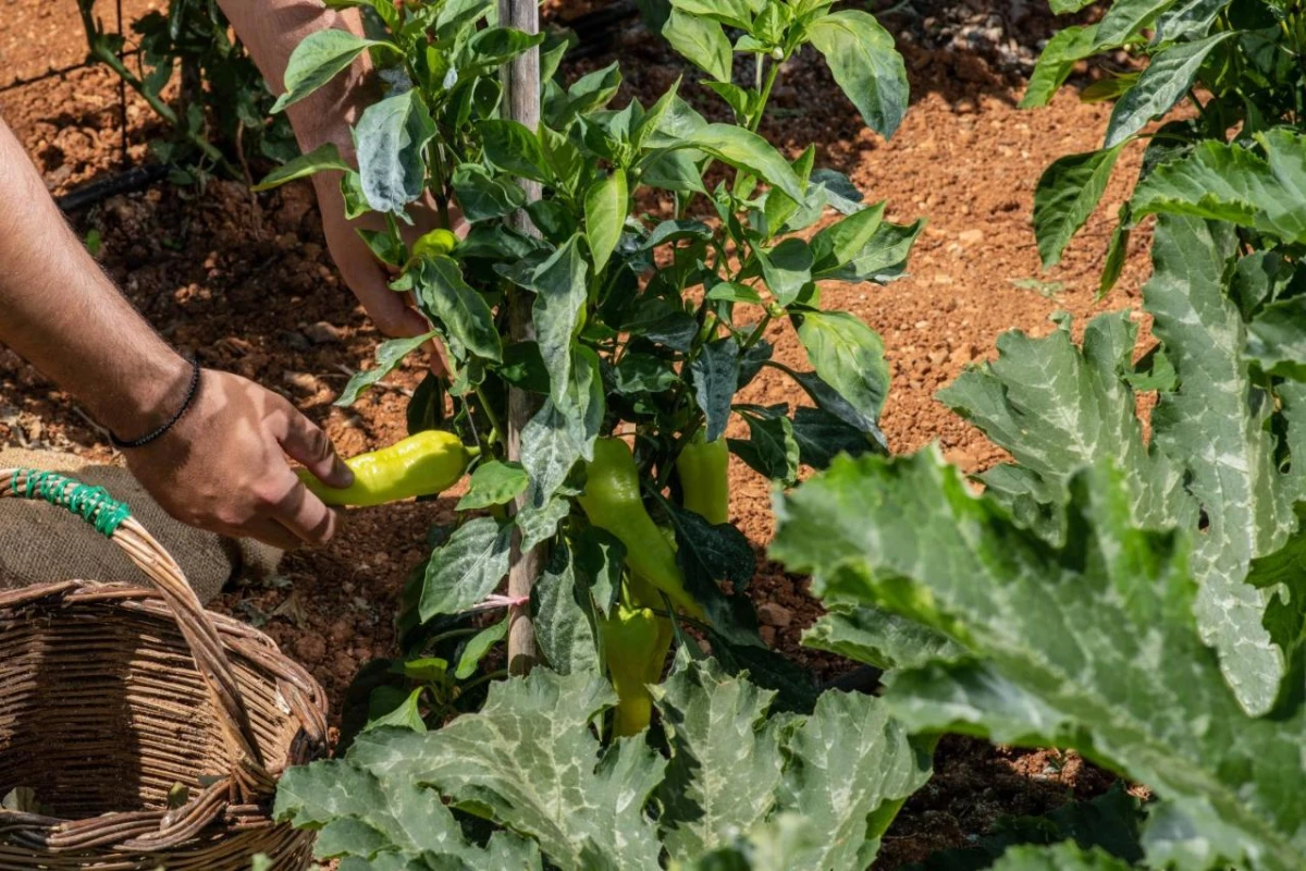 Elea Suites & Residences - Hotel Photo 48