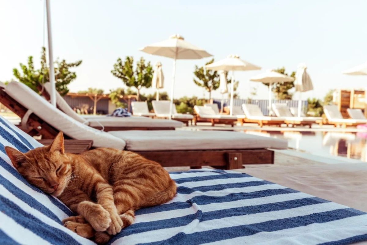 Sails on Kos Ecolux Tented Village - Hotel Photo 9