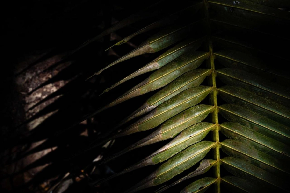 Mango House Seychelles - Hotel Photo 62