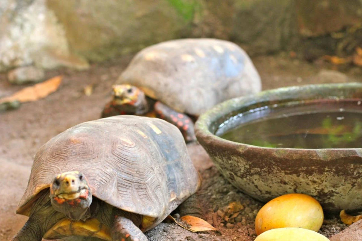 Stonefield Villa Resort - Hotel Photo 31