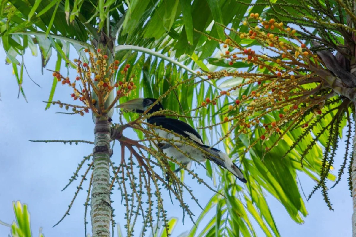 Berjaya Langkawi Resort - Hotel Photo 3