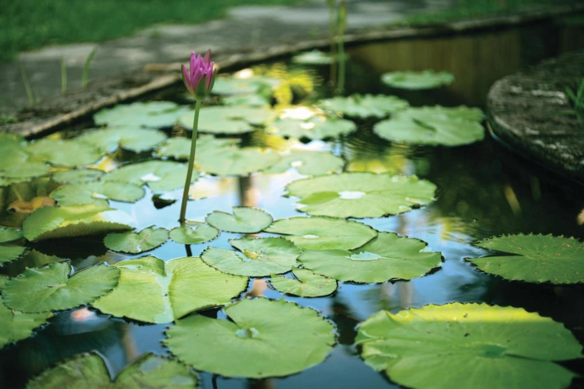 Tandjung Sari - Hotel Photo 70