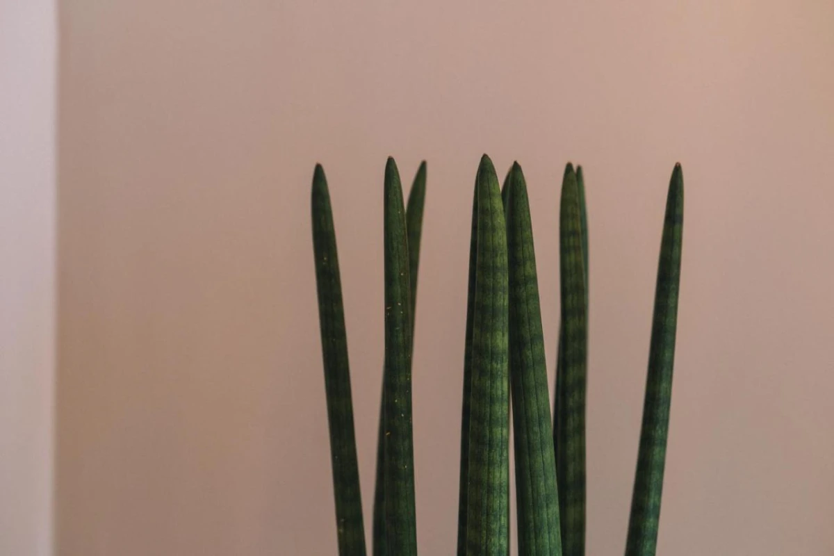 The Nest Resort - Hotel Photo 38