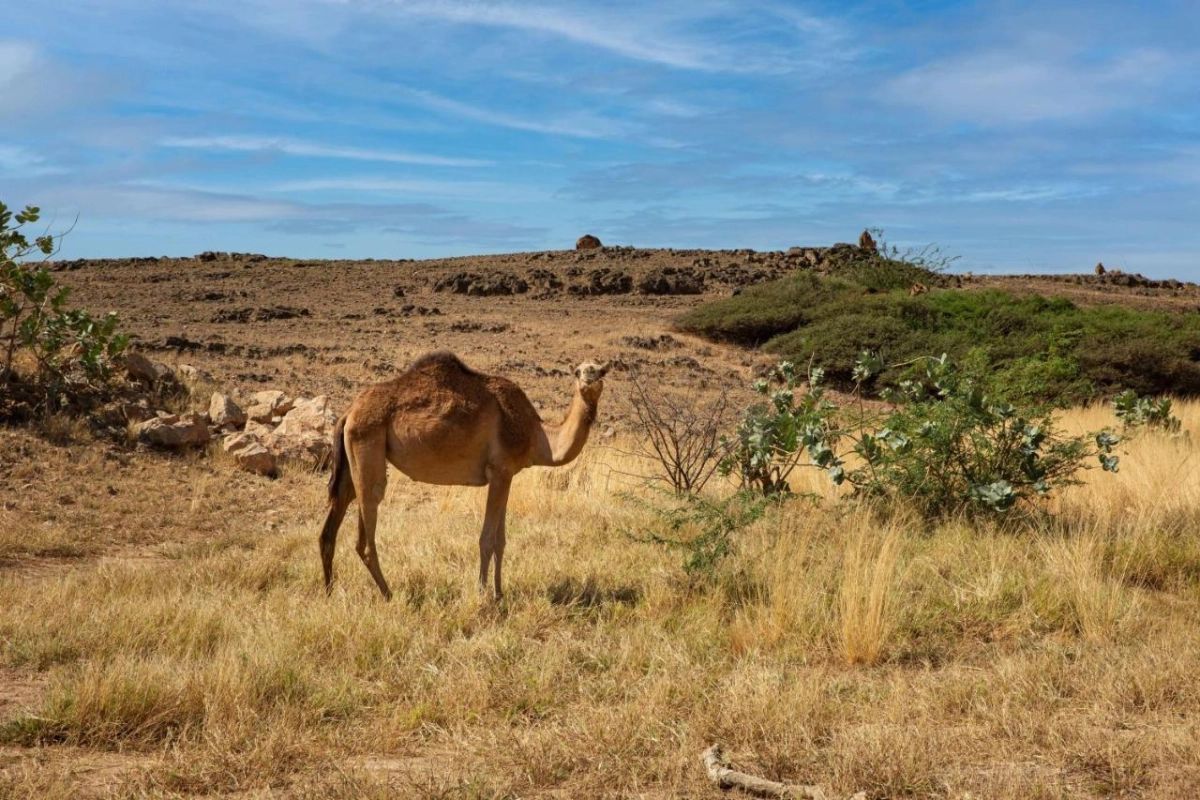 Alila Hinu Bay Resort - Hotel Photo 32