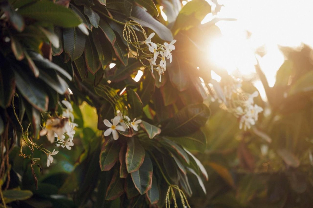 One&Only The Palm - Hotel Photo 58