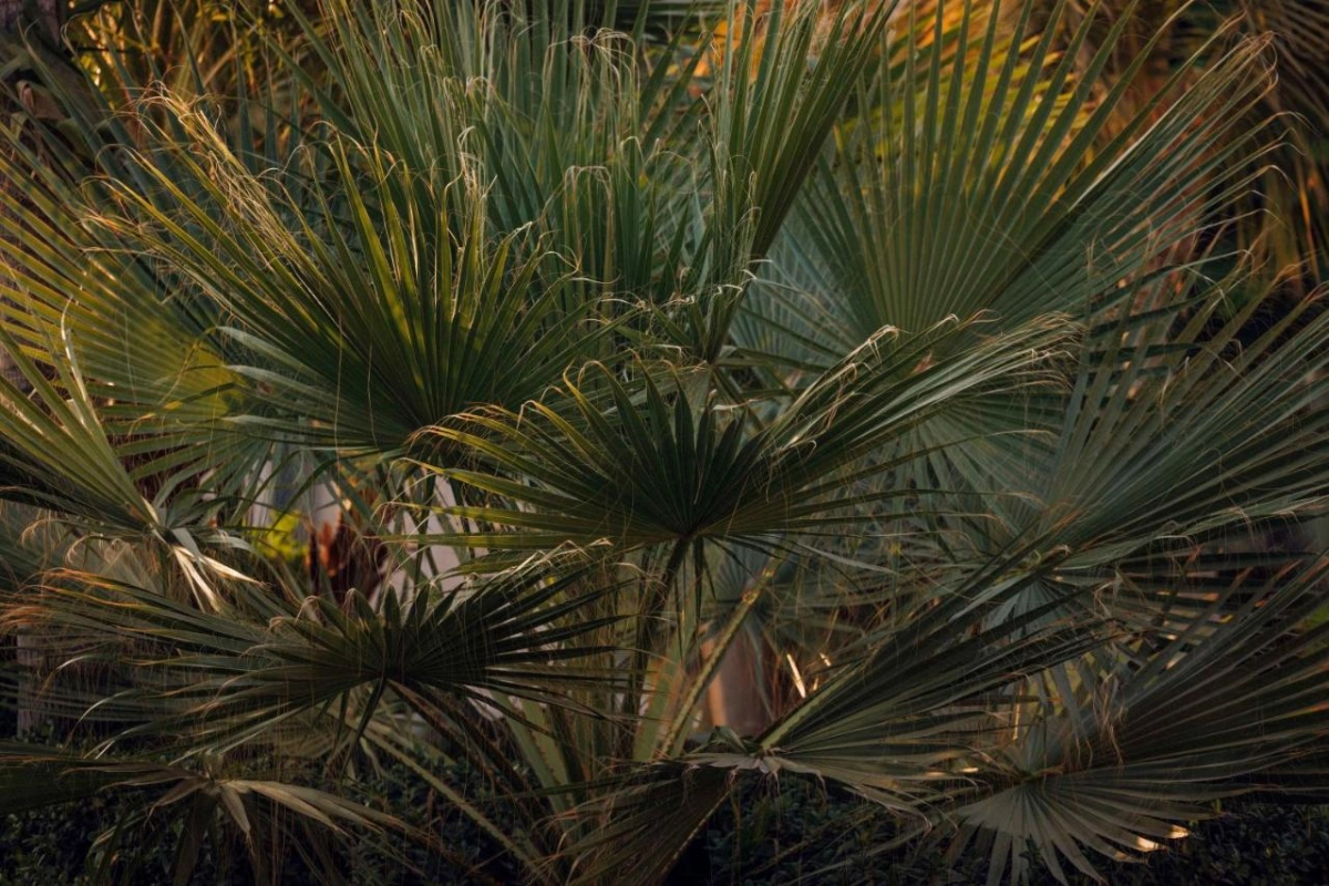 One&Only The Palm - Hotel Photo 59