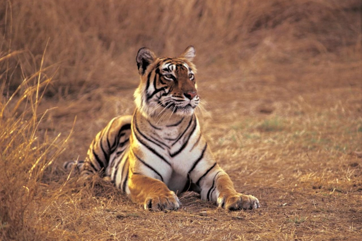 The Oberoi Vanyavilas Wildlife Resort - Hotel Photo 6