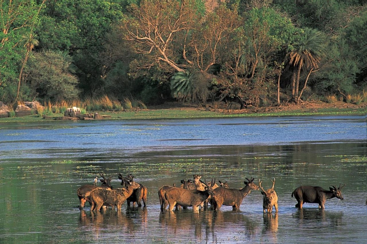 The Oberoi Vanyavilas Wildlife Resort - Hotel Photo 15