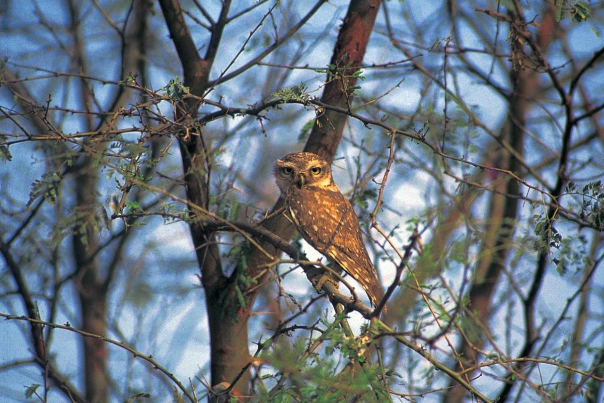 The Oberoi Vanyavilas Wildlife Resort - Hotel Photo 18