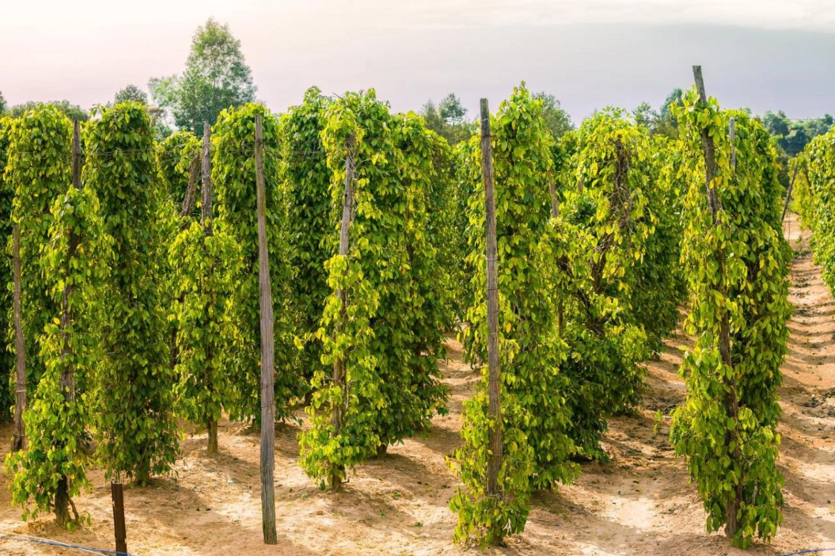 Regent Phu Quoc - Hotel Photo 35