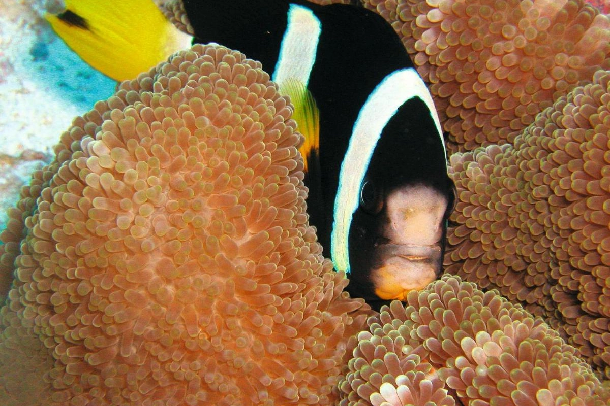 Constance Moofushi - Hotel Photo 37