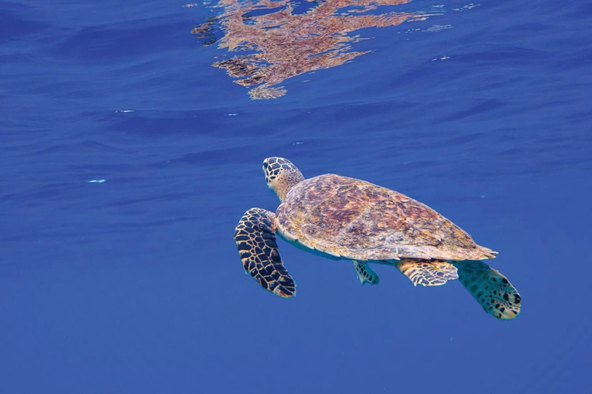 OBLU Nature Helengeli by Sentido - Hotel Photo 16