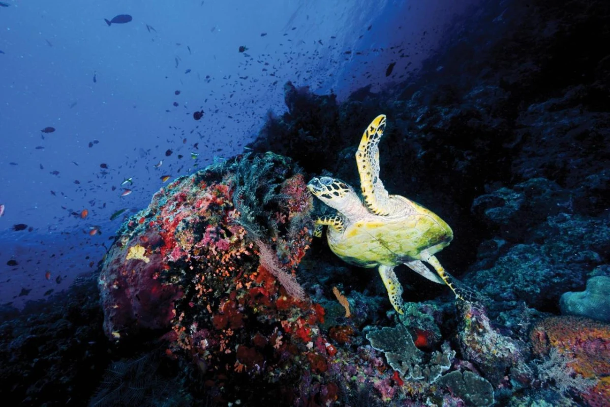 OBLU Nature Helengeli by Sentido - Hotel Photo 22