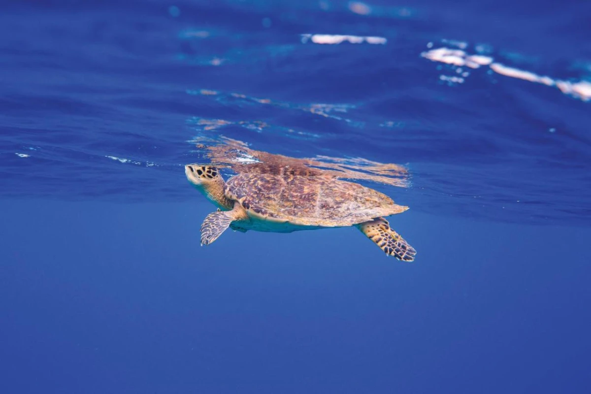 OBLU Nature Helengeli by Sentido - Hotel Photo 23