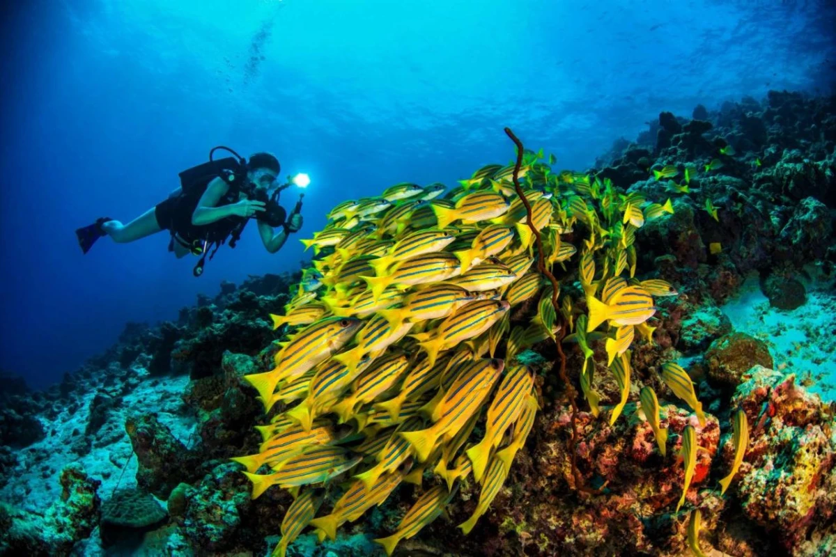 Dusit Thani Maldives - Hotel Photo 49