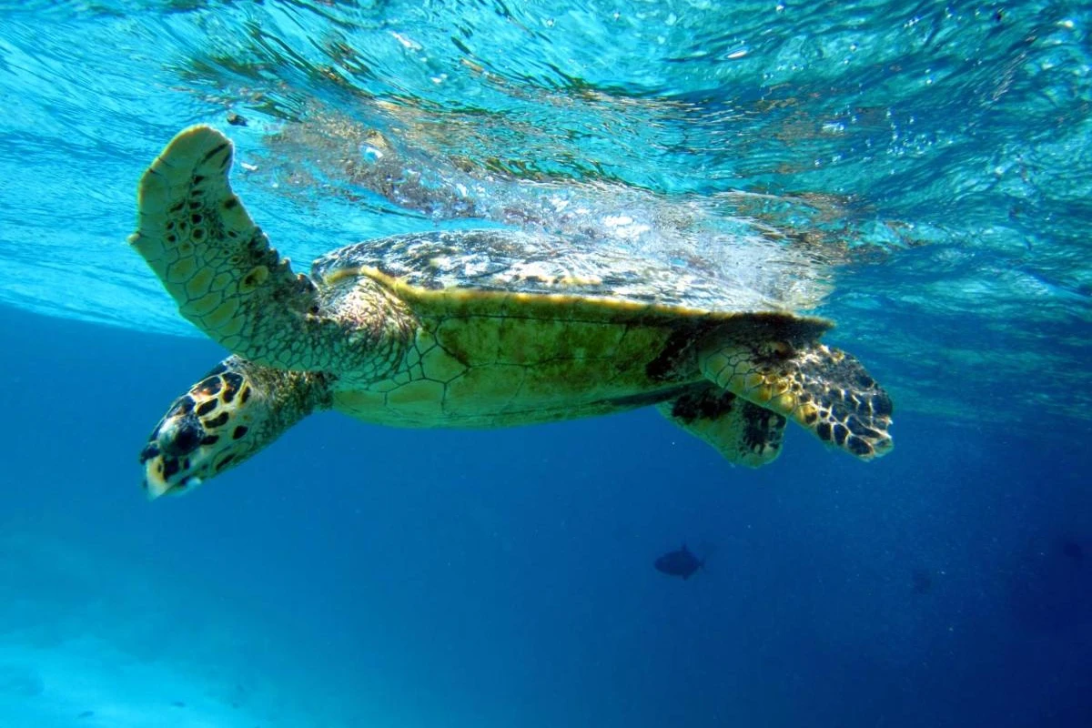 Canareef Resort Maldives - Hotel Photo 45