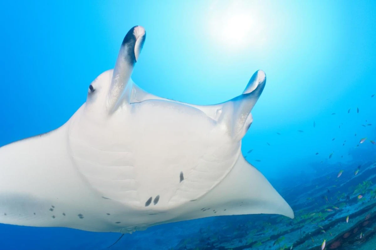 Canareef Resort Maldives - Hotel Photo 80