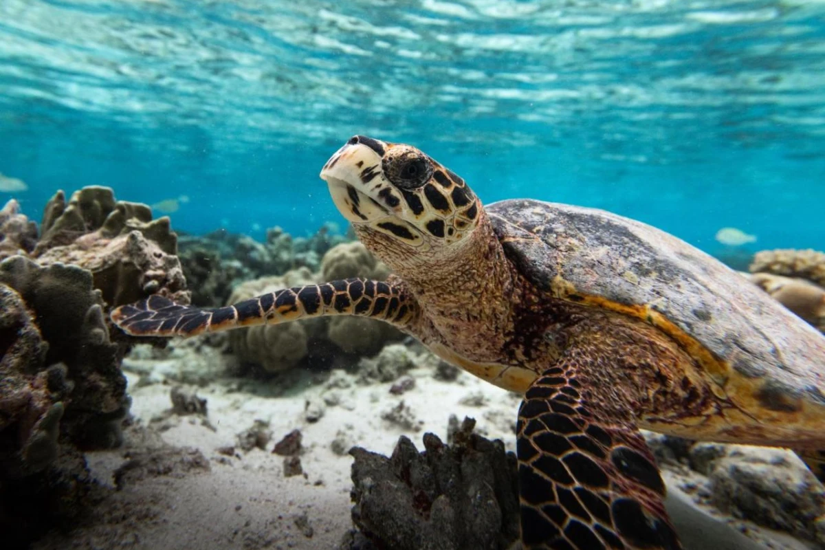 Radisson Blu Resort Maldives - Hotel Photo 18