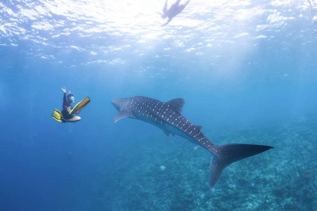 Radisson Blu Resort Maldives - Hotel Photo 41