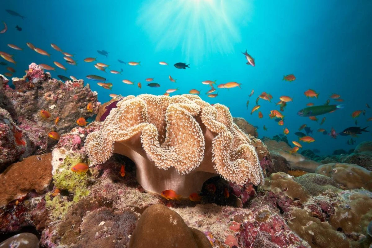 Cora Cora Maldives - Hotel Photo 5