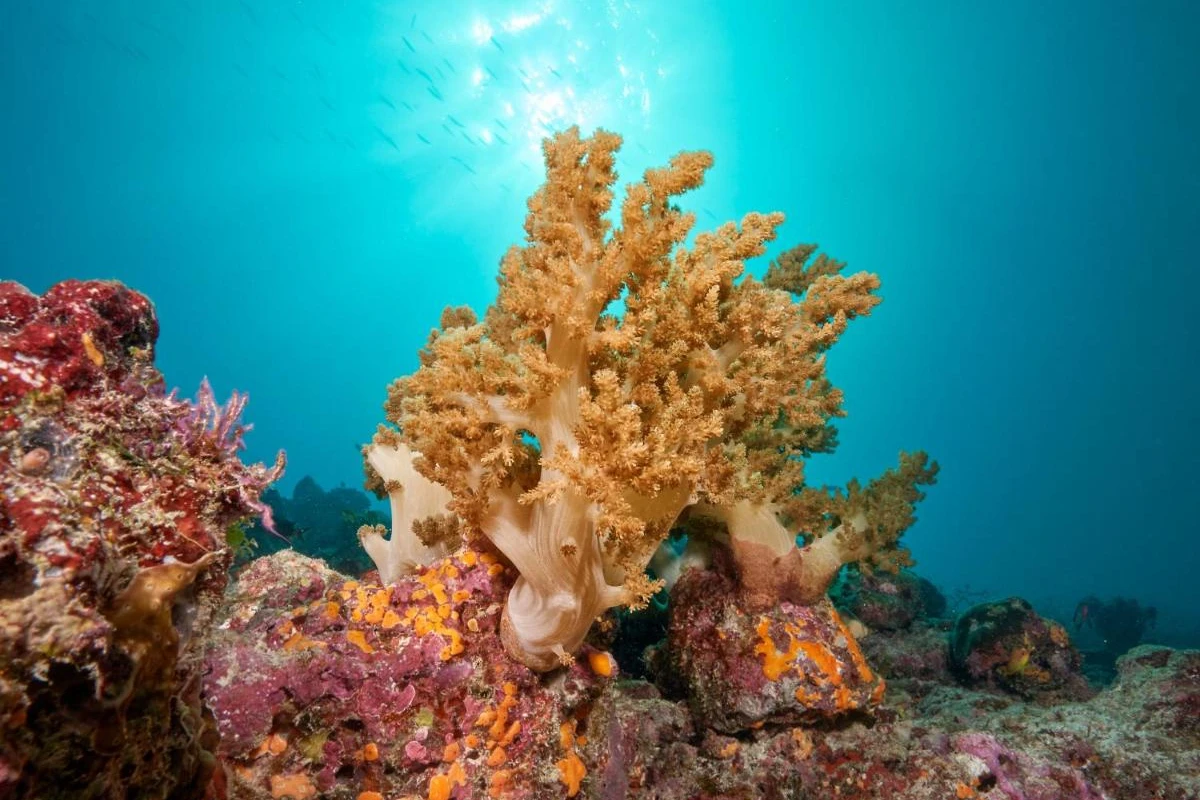 Cora Cora Maldives - Hotel Photo 20