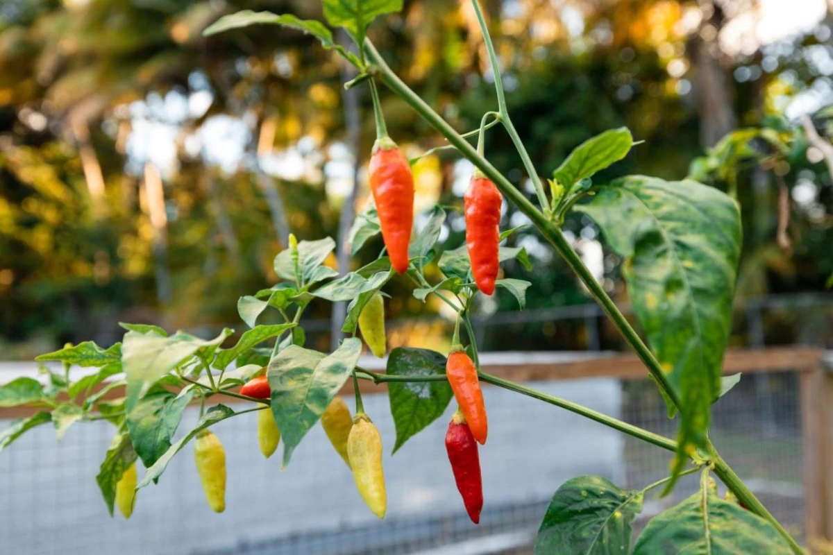 St Regis Bahia Beach - Hotel Photo 74